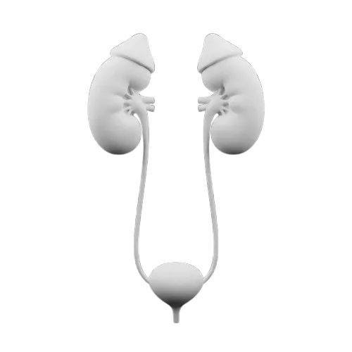 Urology 