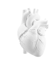 Cardiology(heart care)