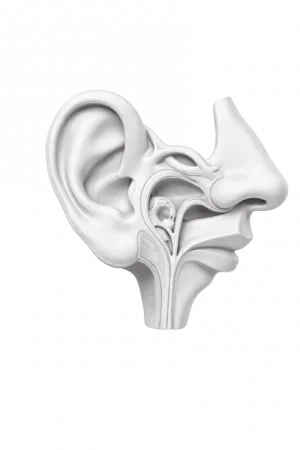 ENT (Ear, Nose & Throat)